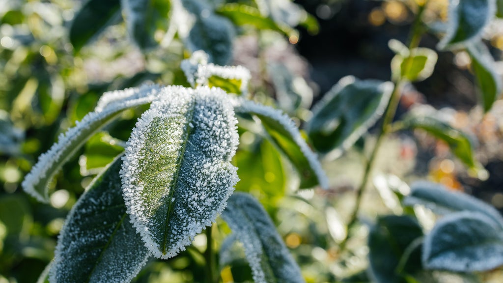 The first frost of the season is expected Saturday. Here's how to prepare your garden — WCCO / CBS Minnesota, Eden Prairie Sports news