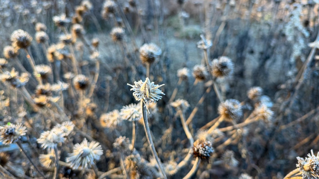 Breezy winds bring cool air to Minnesota, with first frost possible in the metro Friday night — WCCO / CBS Minnesota, Eden Prairie Sports news
