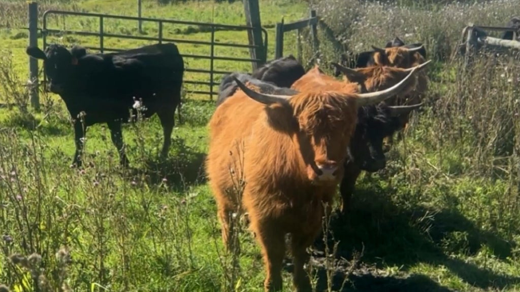 Minnesota farmer calls for thief to return nearly a dozen cows: "You're going to go to jail" — WCCO / CBS Minnesota, Eden Prairie Community news