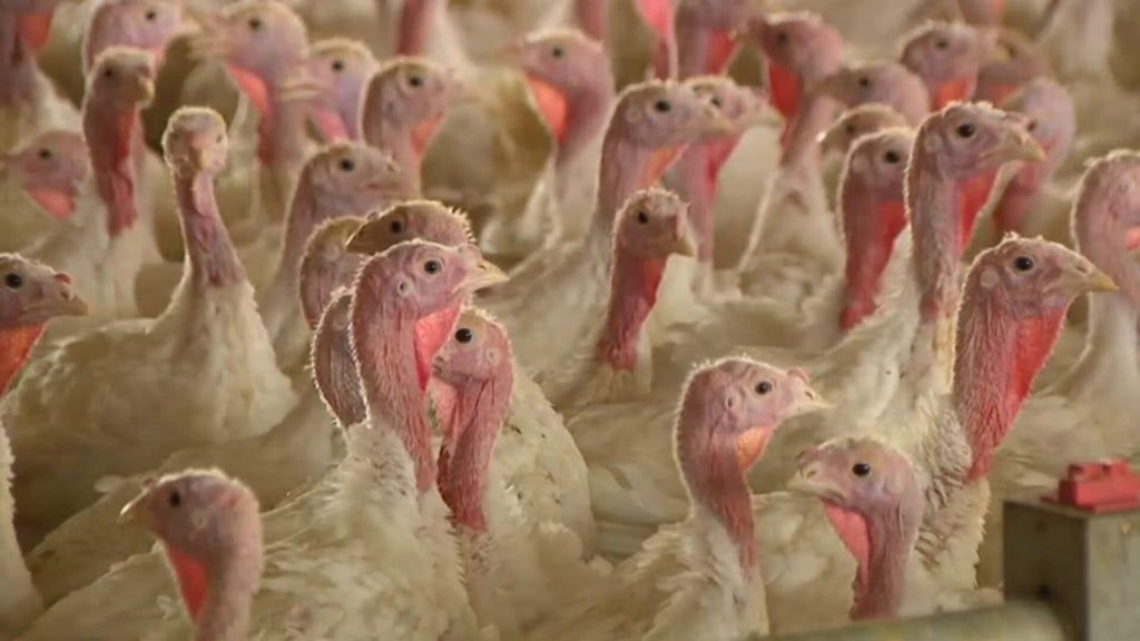 Bird flu confirmed in Barron County, Wisconsin, commercial poultry flock — WCCO / CBS Minnesota, Eden Prairie Real Estate news