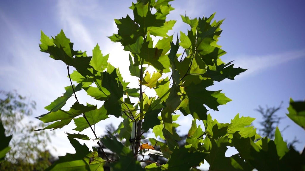 St. Paul city employees help plant trees at church in Rondo neighborhood — WCCO / CBS Minnesota, Eden Prairie Real Estate news