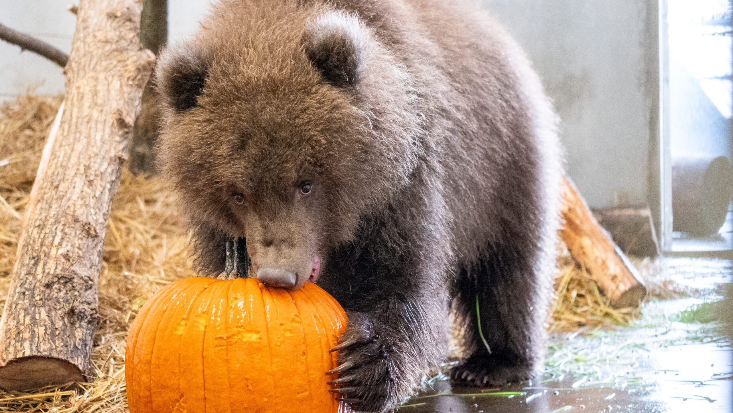 Minnesota Zoo welcomes 3 orphaned brown bear cubs rescued from Alaska — Eden Prairie Health news