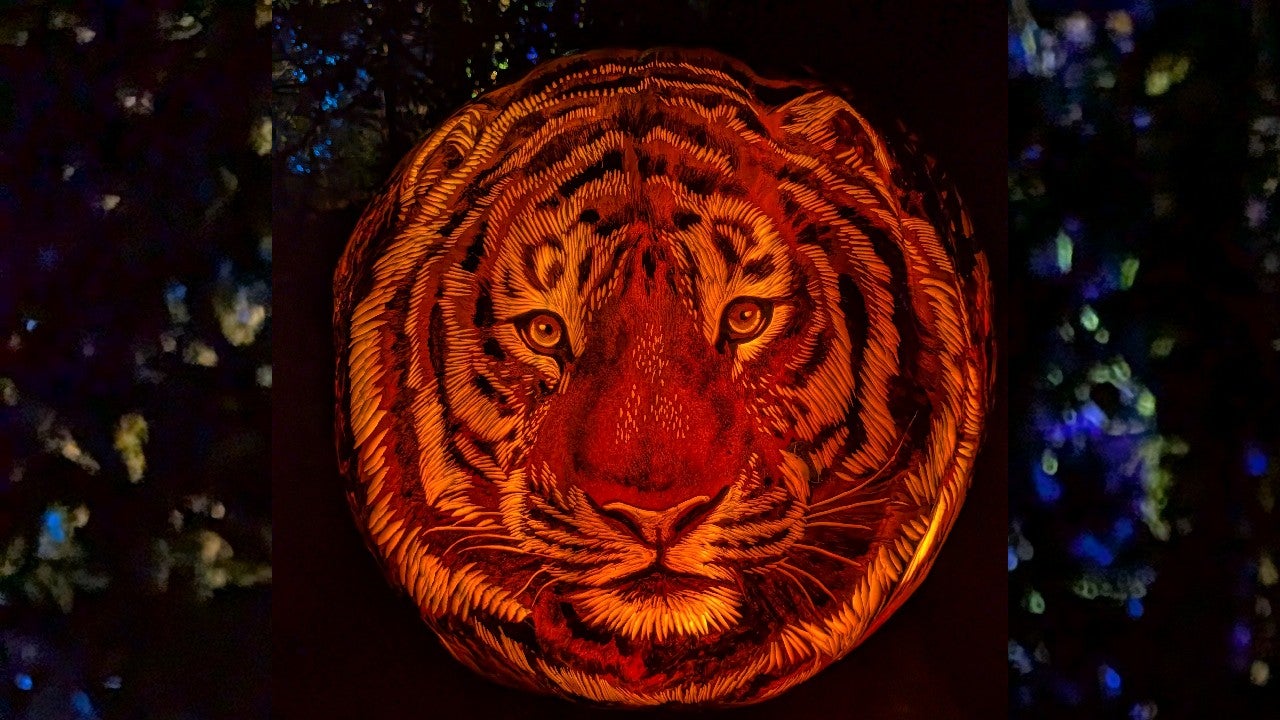 Behind the scenes of pumpkin carving at the Minnesota Zoo — KSTP 5, Eden Prairie Arts news