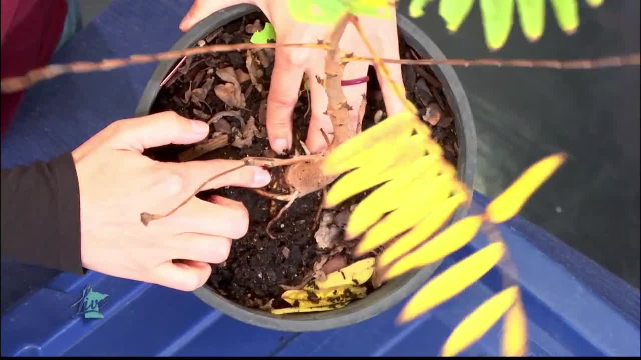 Tips for Planting Trees — KSTP 5, Eden Prairie Community news