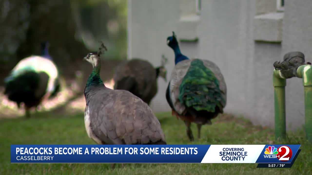 Peacocks vs. property owners: Casselberry rethinks peacock protections amid property damage complaints — WESH 2 Orlando, Eden Prairie Real Estate news