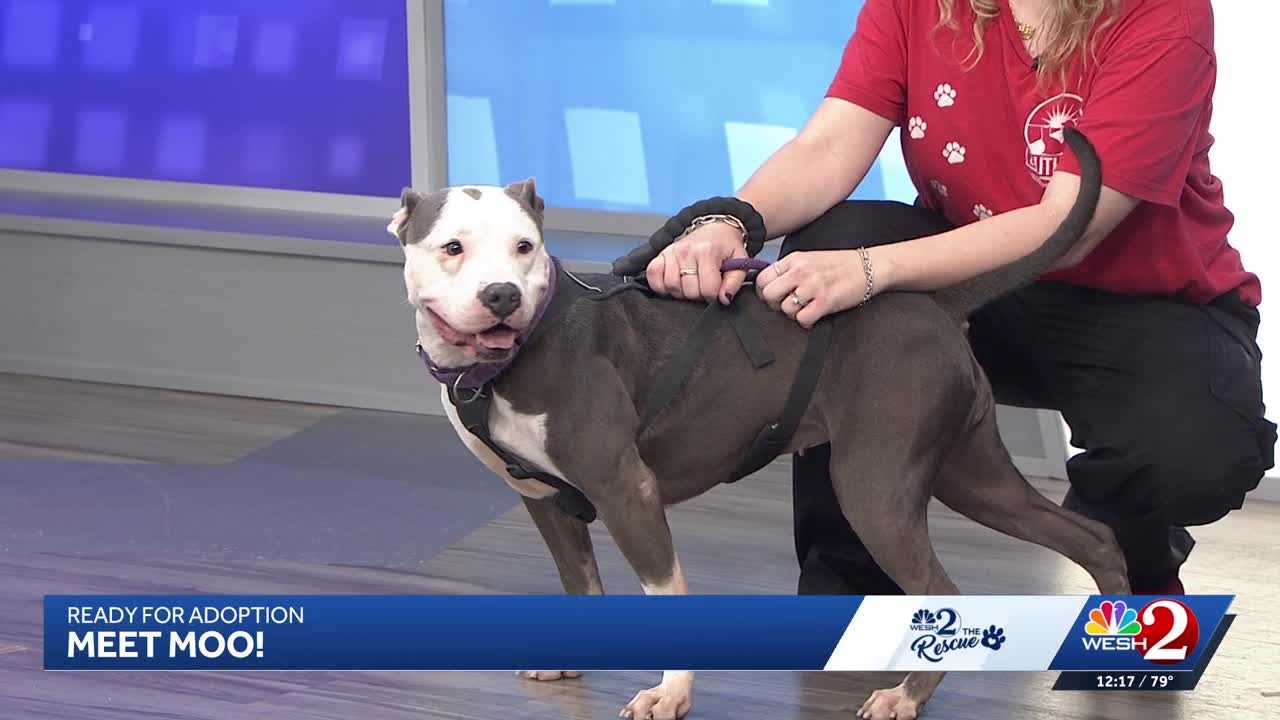 Moo at Southeast Volusia Humane Society is looking for a home — WESH 2 Orlando, Eden Prairie Community news