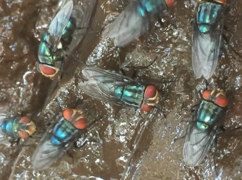 Odor complaints target Mexico’s screwworm fly facility — KFGO, Eden Prairie Schools news