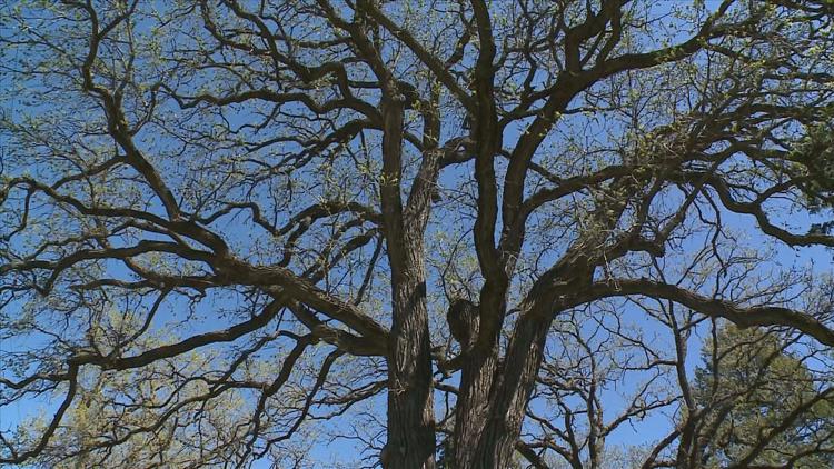 How to keep your oak trees healthy — KARE 11 Local, Eden Prairie Health news