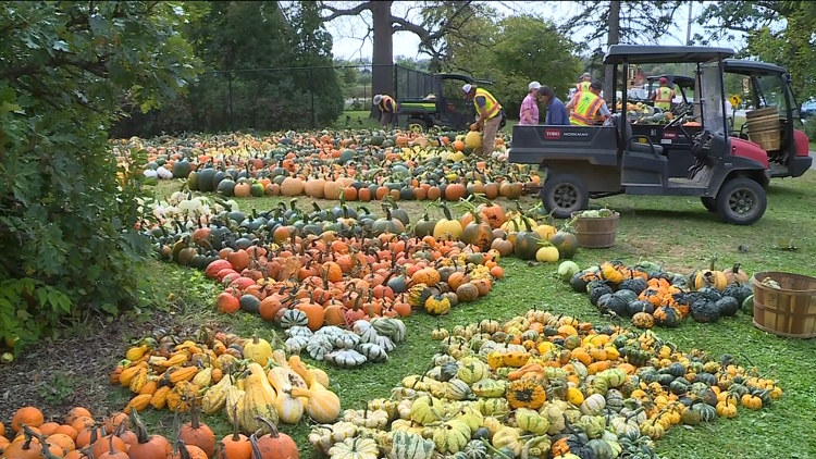 Pumpkin 101: Best to cook, carve & display — KARE 11 Local, Eden Prairie Community news