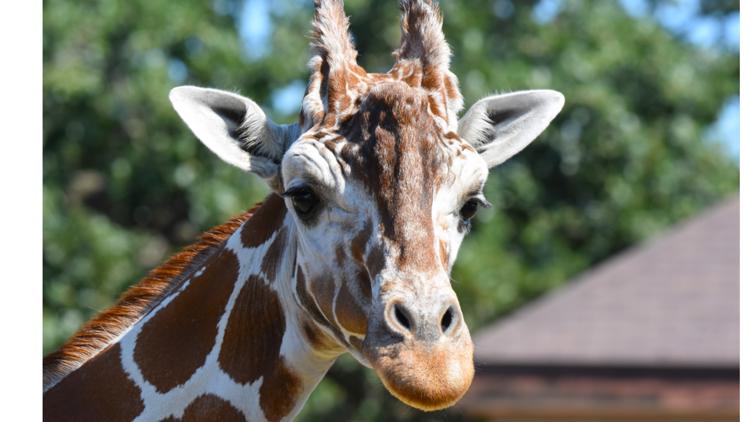 Como Zoo mourns loss of beloved giraffe, 'Skeeter' — Eden Prairie Community news