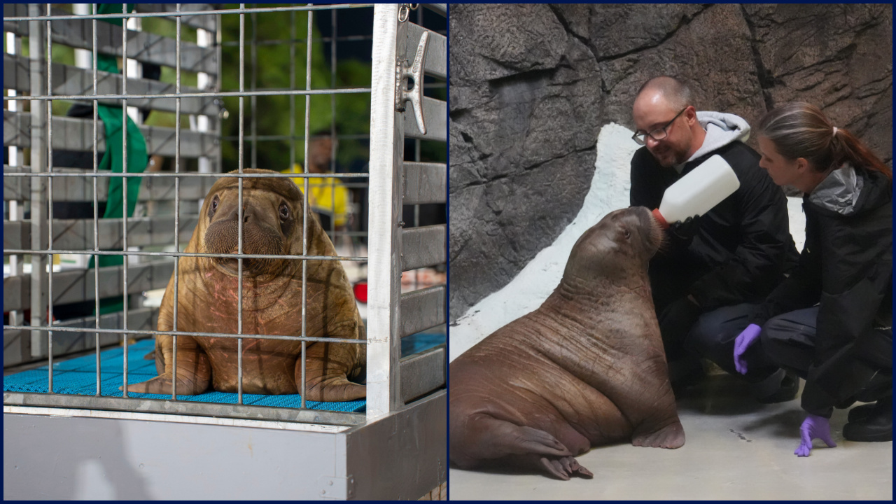 Orphaned baby walrus in Alaska flown 4,800 miles to new home in Florida — FOX 9, Eden Prairie Community news