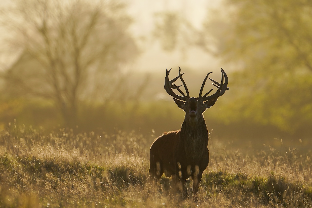 Deer-related crashes spike in the fall. Here's why. — FOX 9, Eden Prairie Sports news