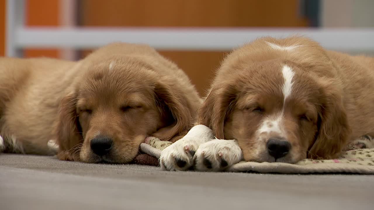 36 dogs rescued from unlicensed breeder in Cass County — Eden Prairie Community news