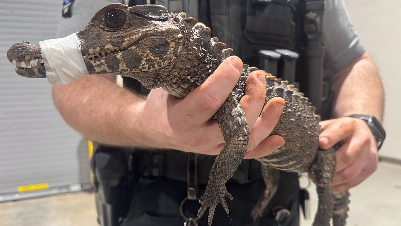 Watch: Deputies in Oklahoma capture escaped caiman after months on the loose — FOX 9, Eden Prairie Community news